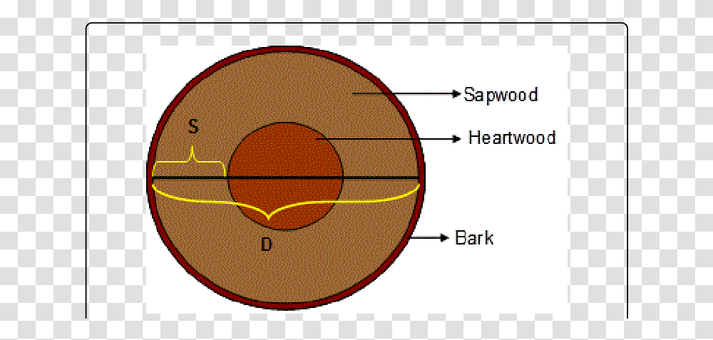 Cross Section Of A Typical Tree Trunk Circle, Label, Diagram, Plot Transparent Png