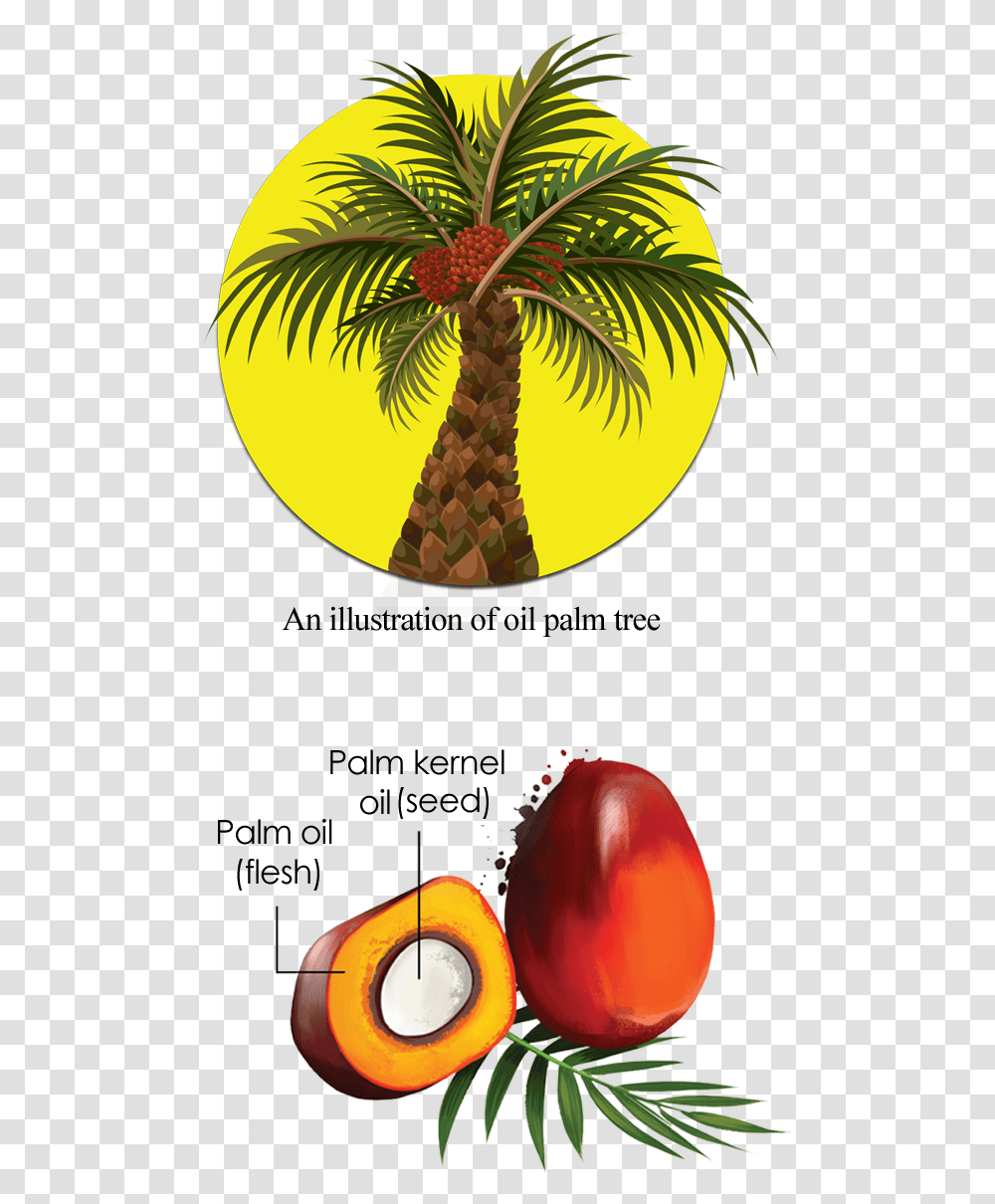 Cross Section Of An Oil Palm Fruit Palm Oil Tree Plant, Pineapple, Food, Palm Tree, Arecaceae Transparent Png