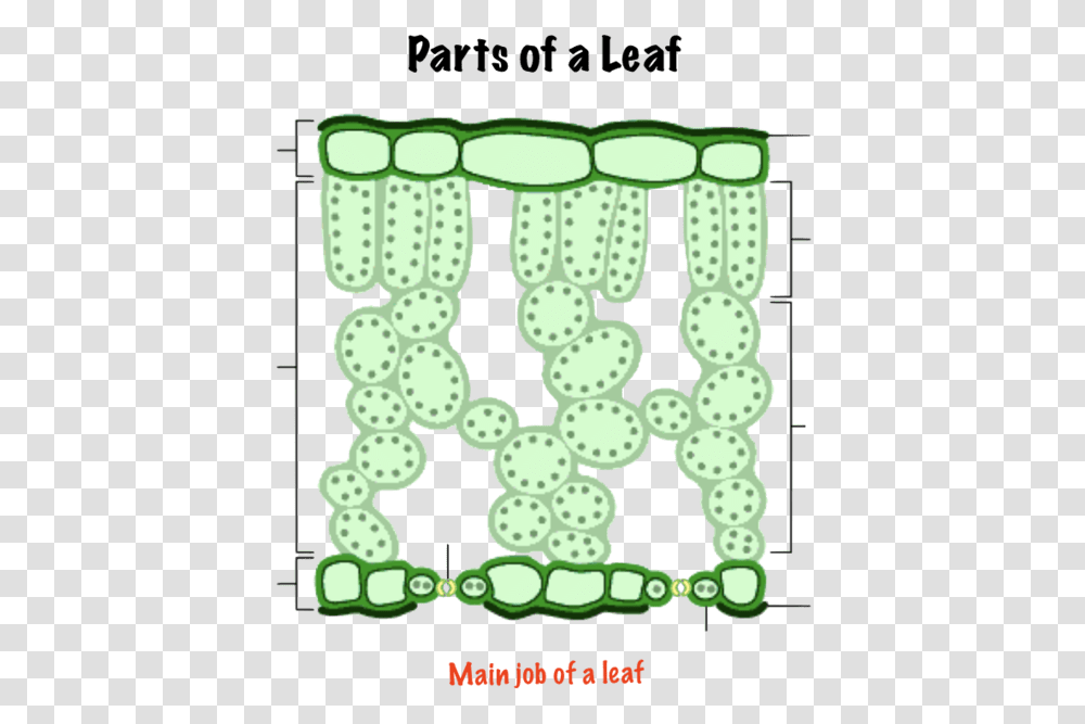 Cross Section Of Leave, Number, Rug Transparent Png