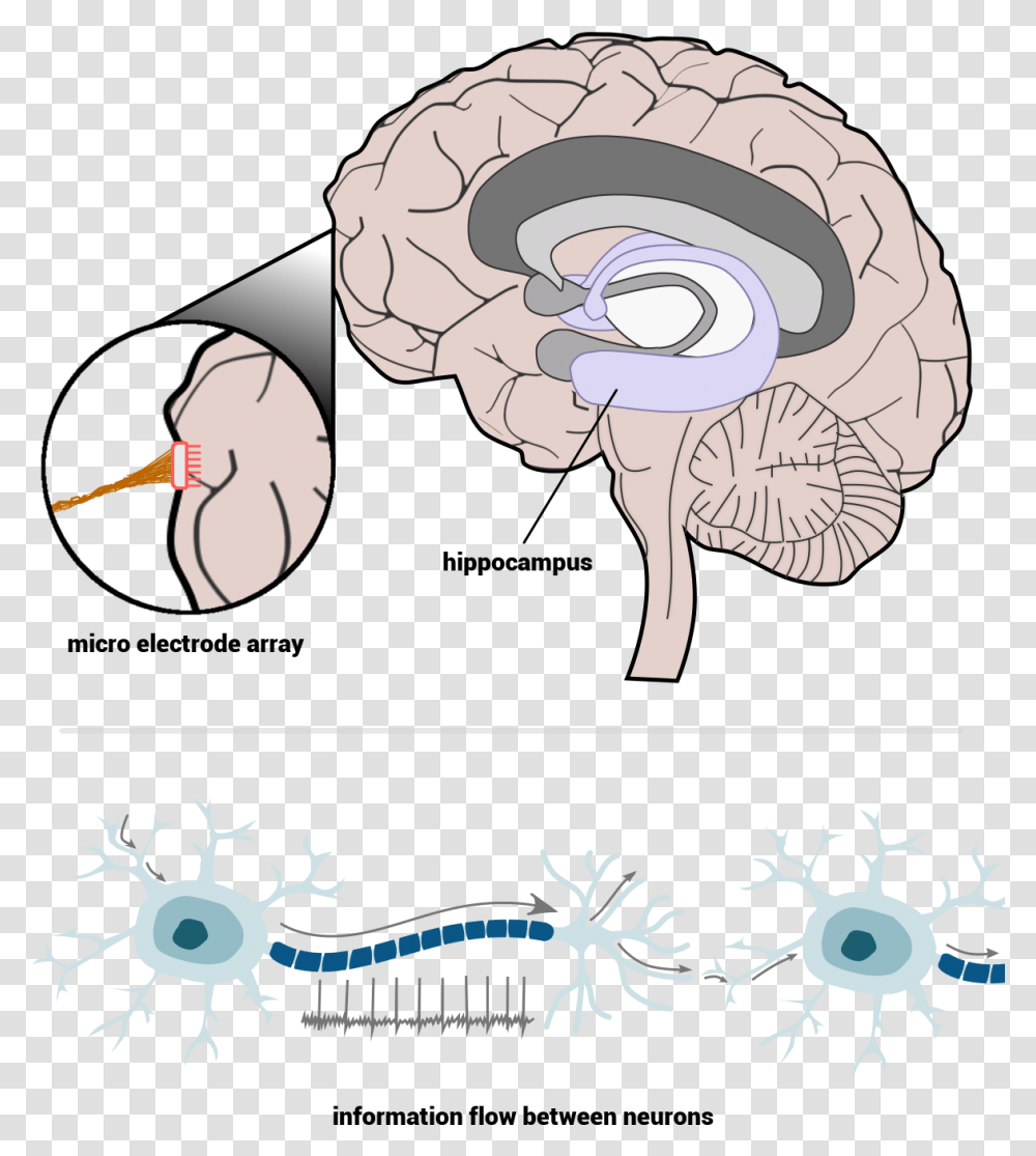 Cross Section Of The Human Brain Micro Electrode Array Brain, Animal, Bird, Beak Transparent Png