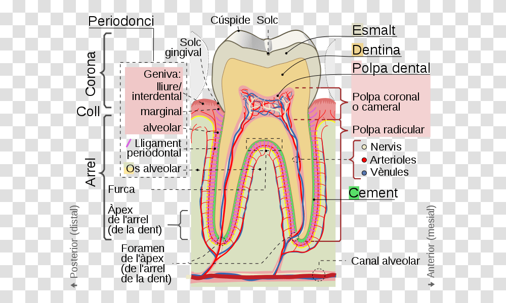 Cross Sections Of Teeth Cat Tooth Cusp, Plot, Diagram, Measurements, Plan Transparent Png