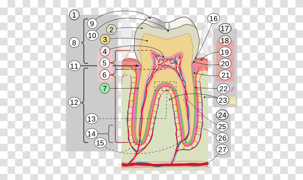 Cross Sections Of Teeth Intl Cusp Of Teeth, Plot, Diagram, Number Transparent Png