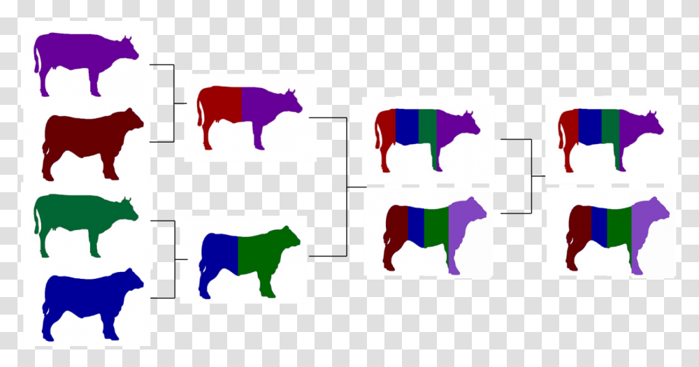 Crossbreeding For The Commercial Beef Producer, Cow, Cattle, Mammal, Animal Transparent Png