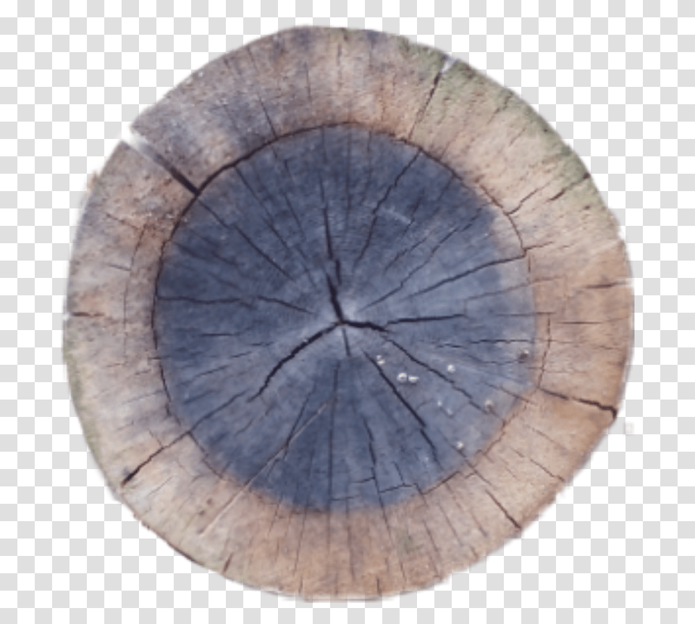 Crosssection Tree Stump Sawed Sawedwood Wood Tree Cutdo Circle, Plant, Lumber, Tree Trunk Transparent Png