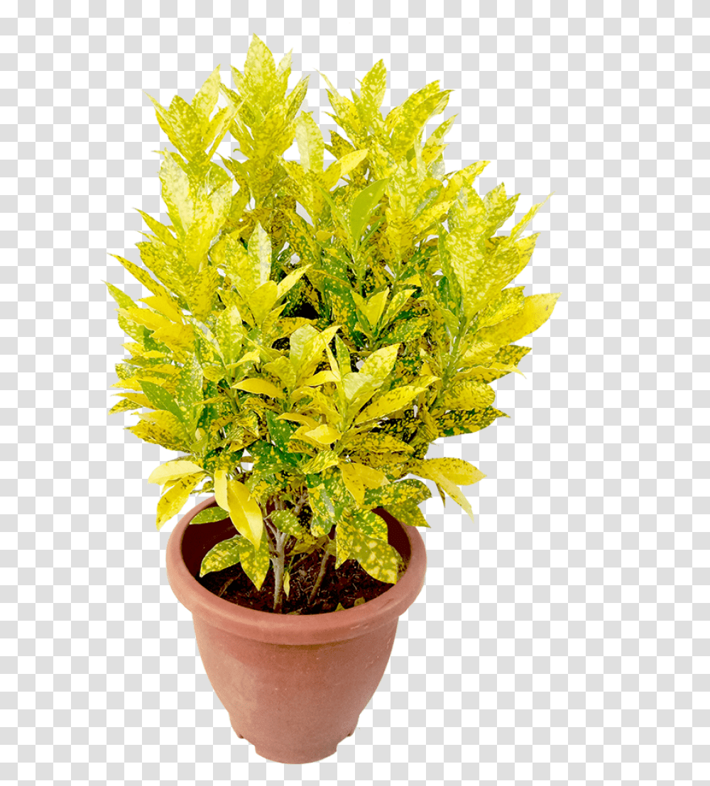 Croton Gold Dust Flowerpot, Plant, Leaf, Tabletop, Furniture Transparent Png