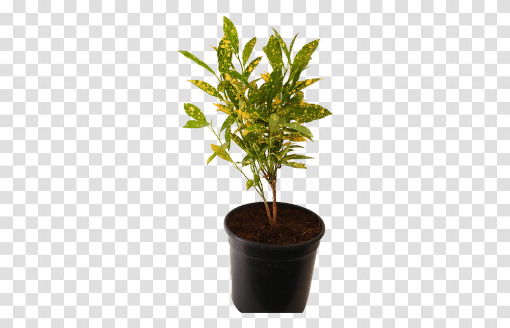 Croton Gold Dust Gold Dust Croton Tall Stem, Plant, Tree, Leaf, Vegetable Transparent Png