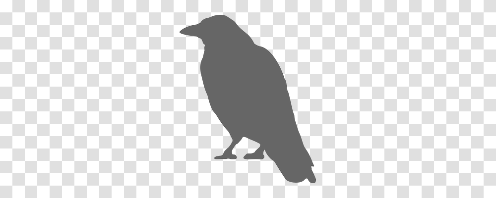 Crow Animals, Bird, Penguin, Finch Transparent Png