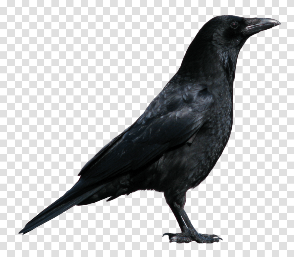 Crow, Animals, Bird, Blackbird, Agelaius Transparent Png