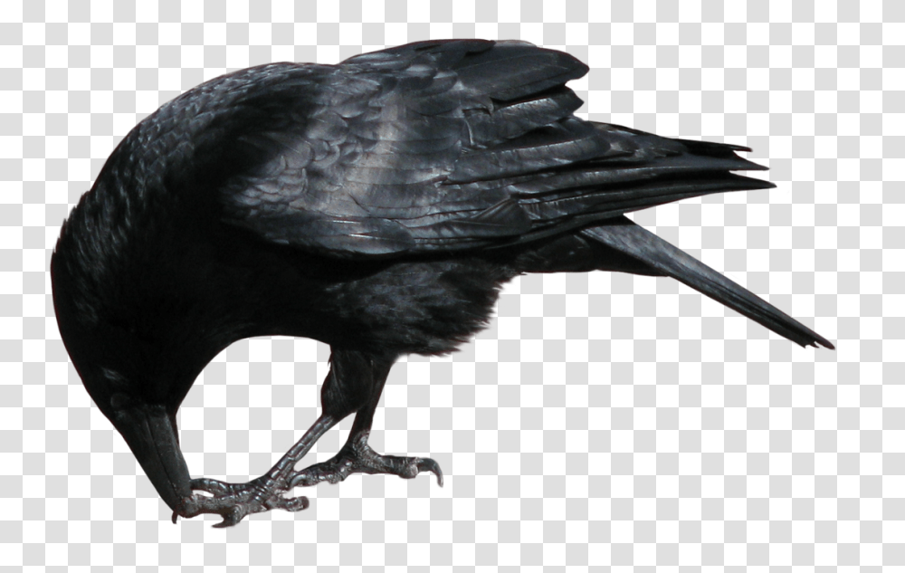 Crow, Animals, Bird, Blackbird, Agelaius Transparent Png