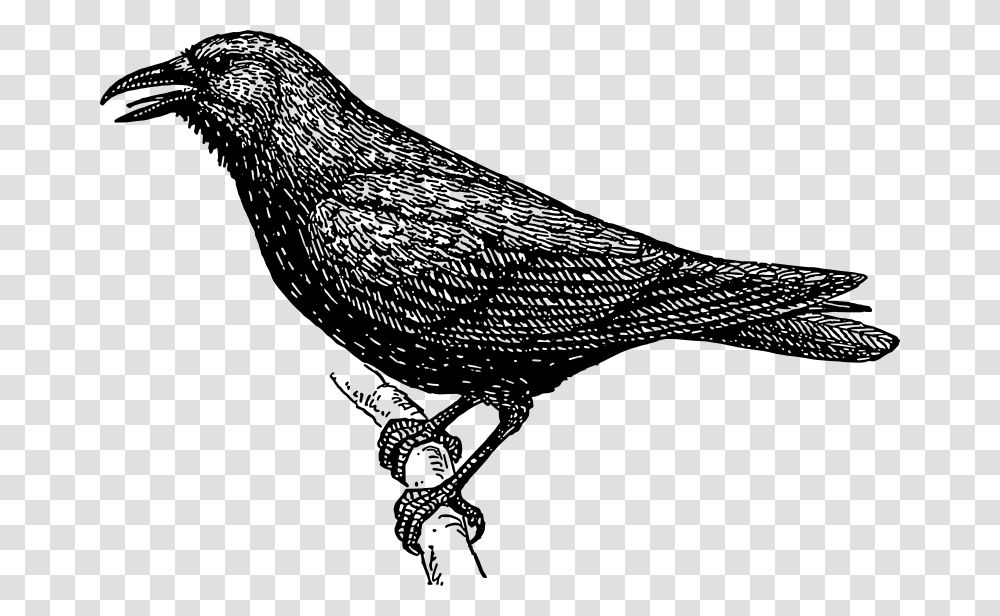 Crow, Animals, Gray, World Of Warcraft Transparent Png