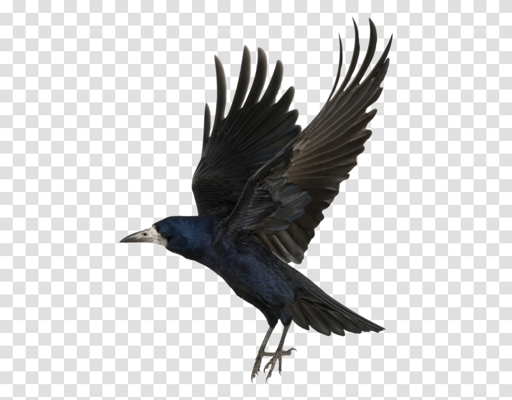 Crow Background Image Crow, Bird, Animal, Blackbird, Agelaius Transparent Png