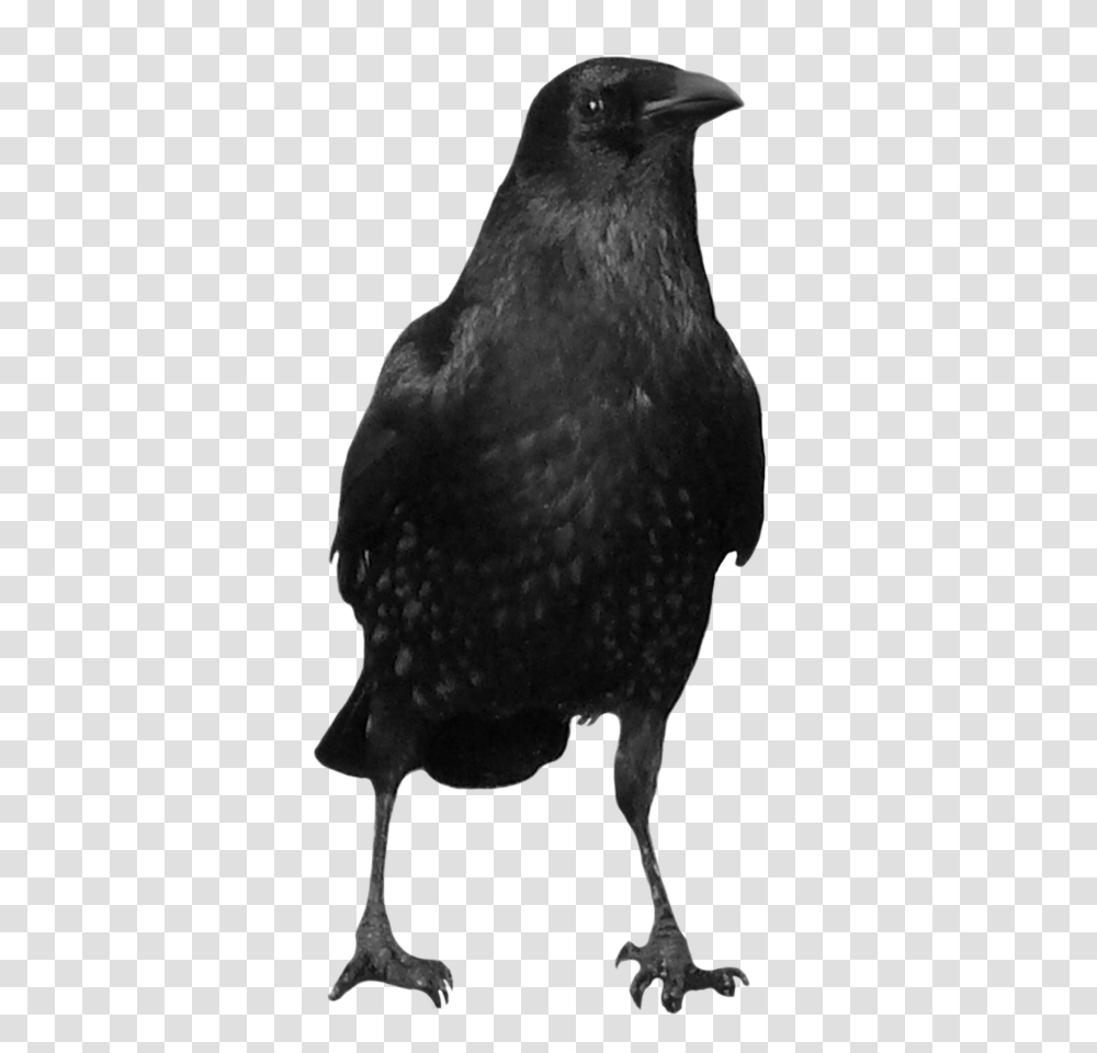 Crow, Bird, Animal, Blackbird, Agelaius Transparent Png