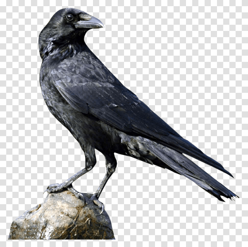 Crow, Bird, Animal, Blackbird, Agelaius Transparent Png