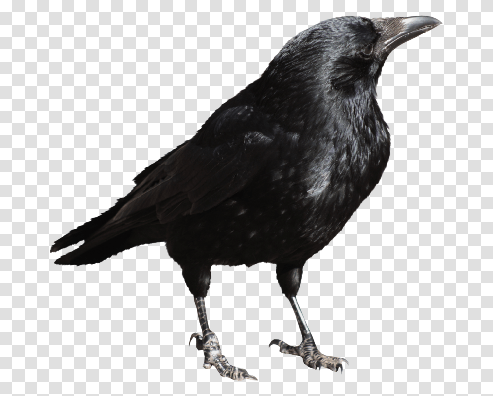 Crow, Bird, Animal, Blackbird, Agelaius Transparent Png