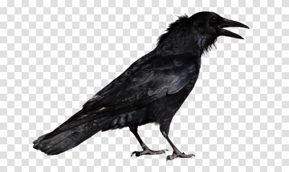 Crow, Bird, Animal, Blackbird, Agelaius Transparent Png