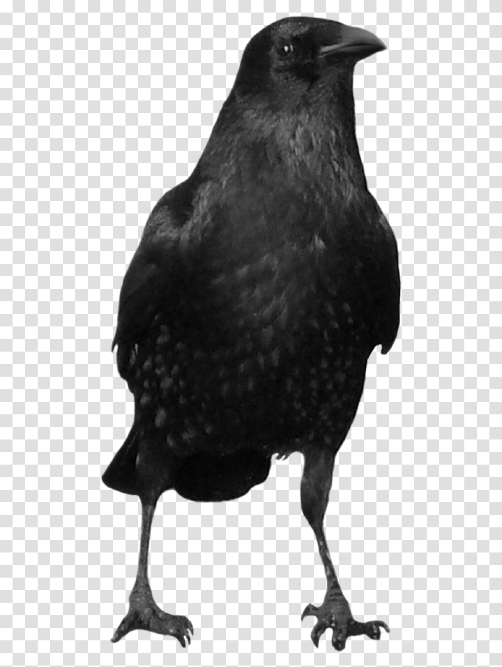 Crow, Bird, Animal, Face, Beak Transparent Png