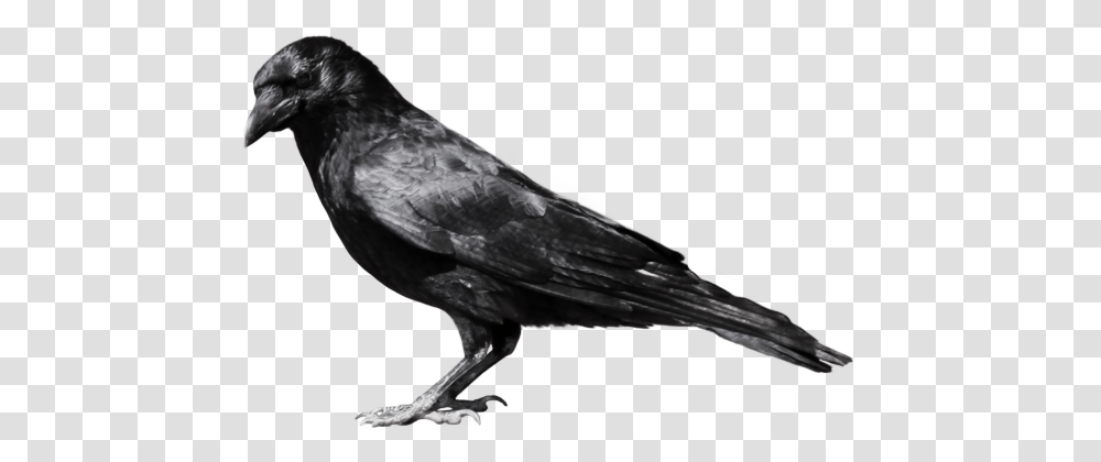Crow, Bird, Animal Transparent Png