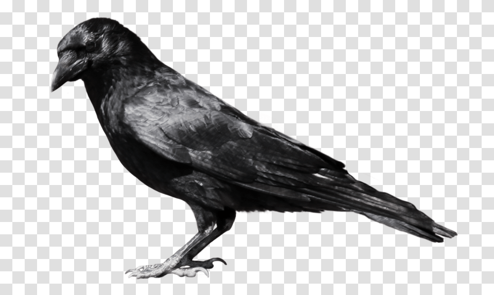 Crow, Bird, Animal Transparent Png