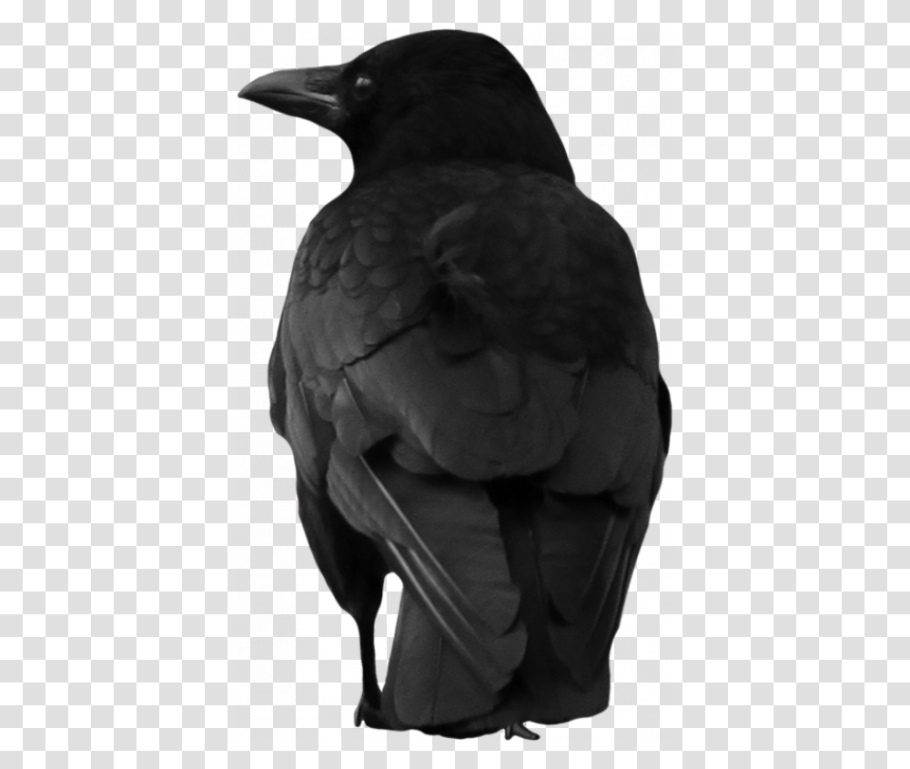 Crow, Bird, Animal, Vulture, Blackbird Transparent Png