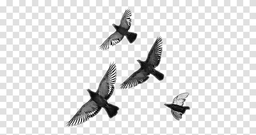 Crow Bird Birds Free Freedom Freetoedit Remixit Flying Bird Overlay, Animal, Pigeon, Dove, Kite Bird Transparent Png