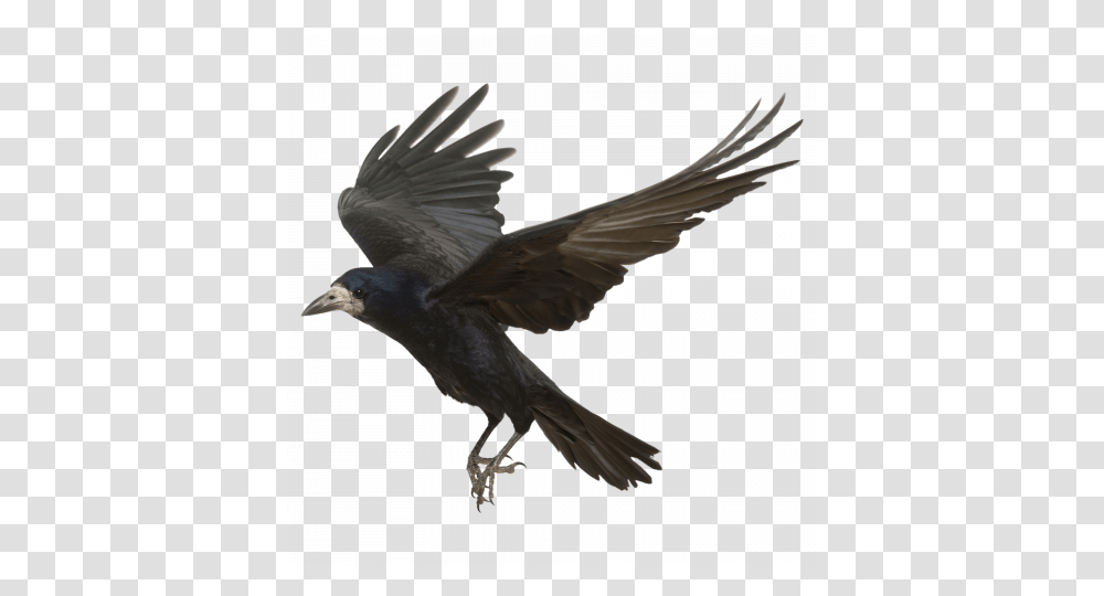Crow Bird Image With Background Crow, Animal, Flying, Dove, Pigeon Transparent Png