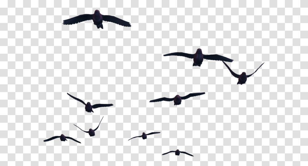 Crow Birds For Photoshop, Flying, Animal, Airplane, Aircraft Transparent Png