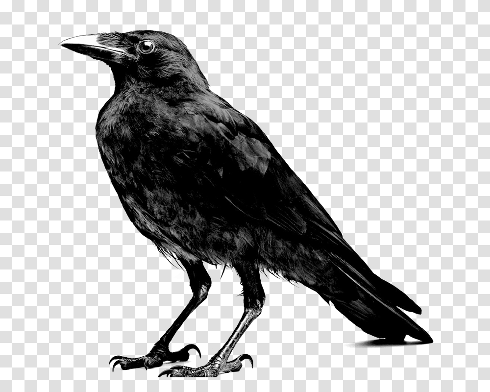 Crow Black And White, Bird, Animal, Blackbird, Agelaius Transparent Png