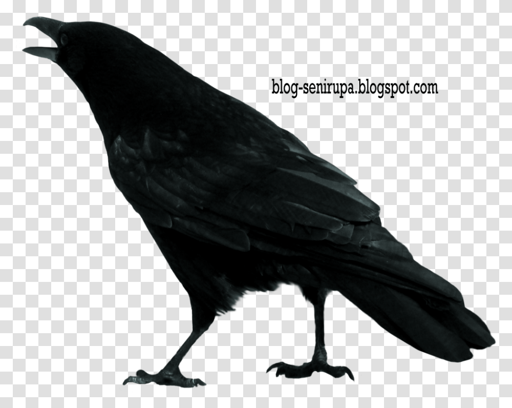 Crow Clip Art, Bird, Animal, Blackbird, Agelaius Transparent Png