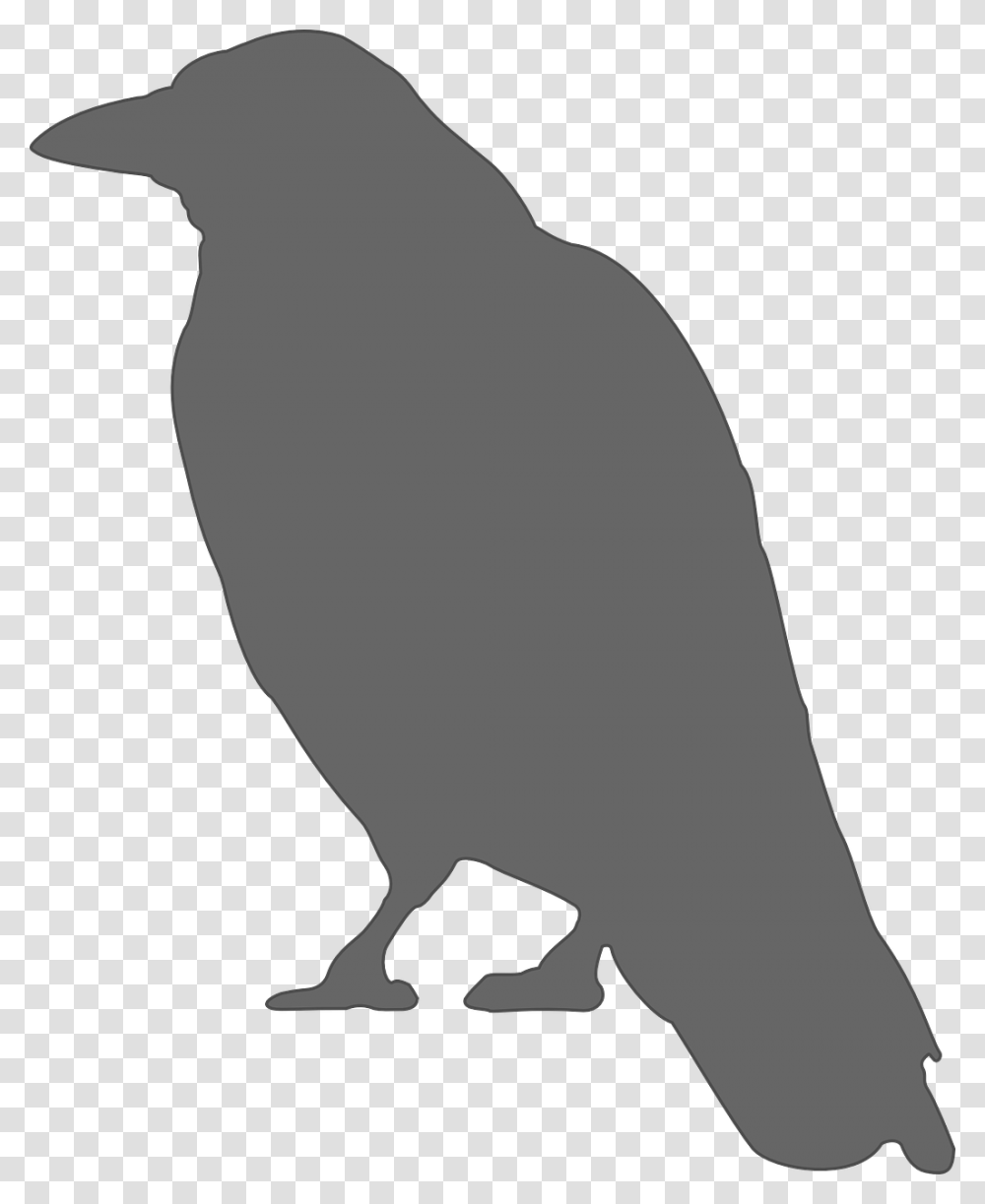 Crow Clip Art, Bird, Animal, Silhouette, Penguin Transparent Png