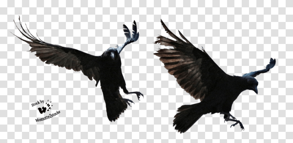 Crow Clipart Background Ravens, Bird, Animal, Blackbird, Agelaius Transparent Png