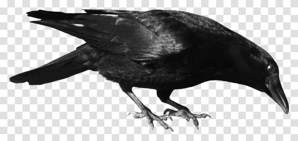 Crow Clipart, Bird, Animal, Blackbird, Agelaius Transparent Png