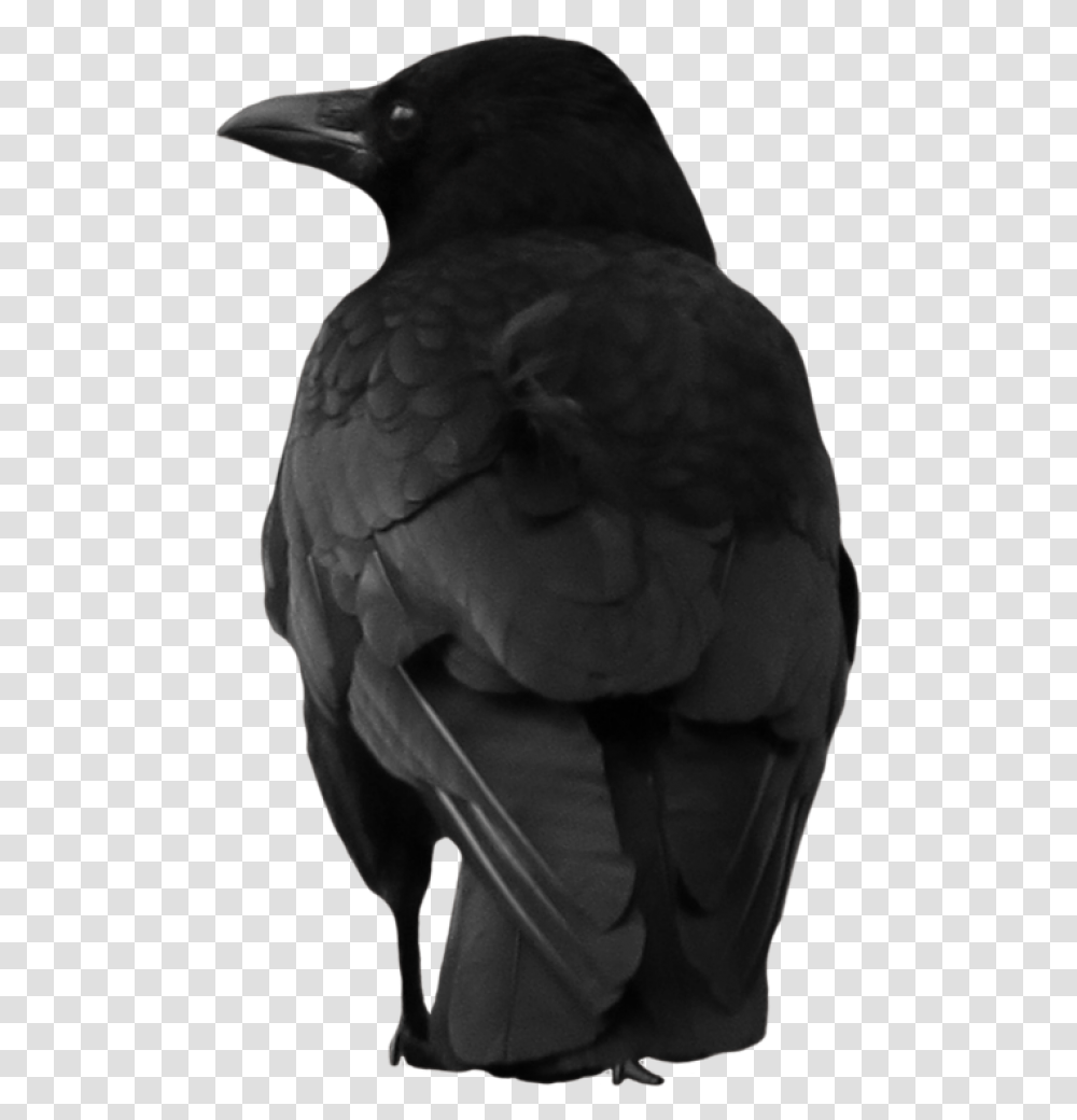 Crow Clipart, Bird, Animal, Person, Human Transparent Png