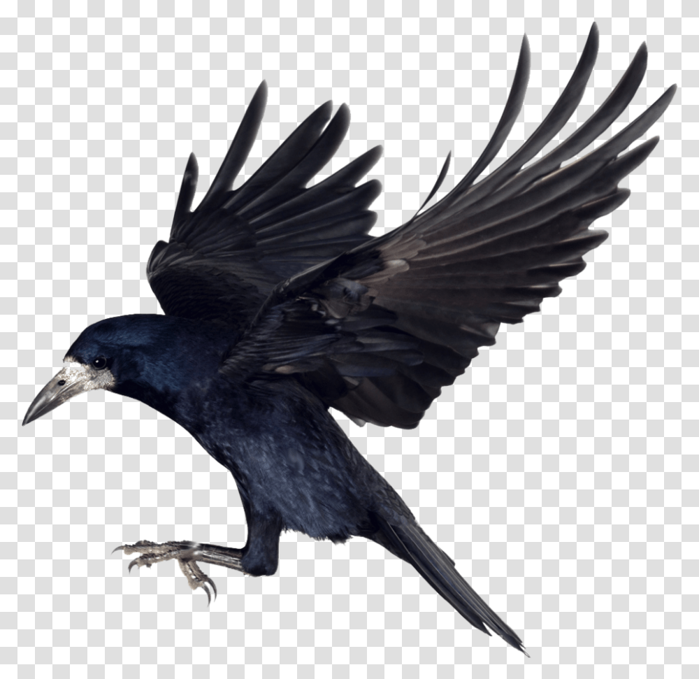 Crow Clipart Carrion Crow, Bird, Animal, Blackbird, Agelaius Transparent Png