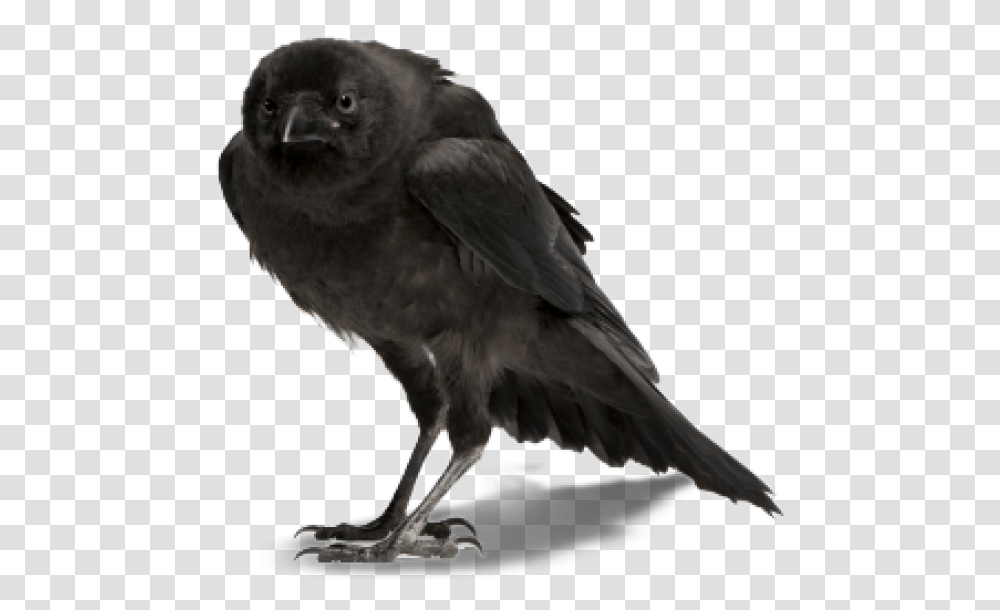 Crow Clipart Crow, Bird, Animal, Blackbird, Agelaius Transparent Png