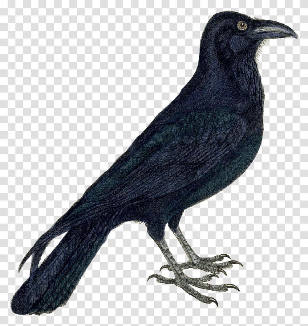Crow Clipart Crow Clipart, Bird, Animal, Blackbird, Agelaius Transparent Png
