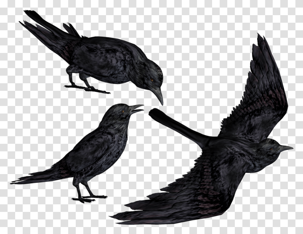 Crow Clipart Flying Crows, Bird, Animal, Blackbird, Agelaius Transparent Png