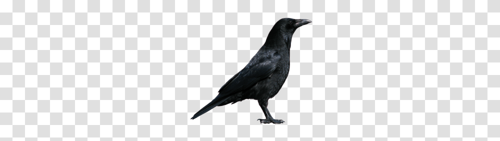 Crow Clipart Free Clipart, Bird, Animal, Blackbird, Agelaius Transparent Png
