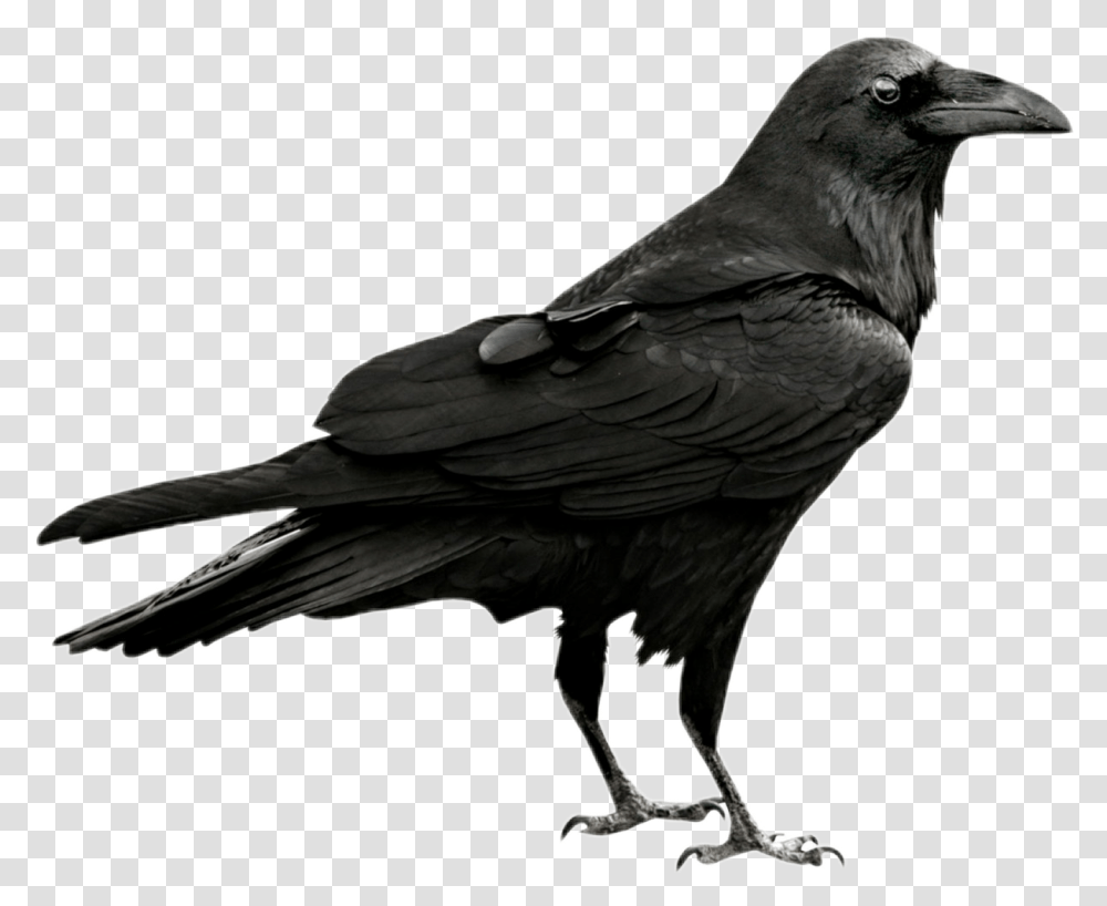 Crow Clipart Gothic Picture Raven, Bird, Animal, Blackbird, Agelaius Transparent Png