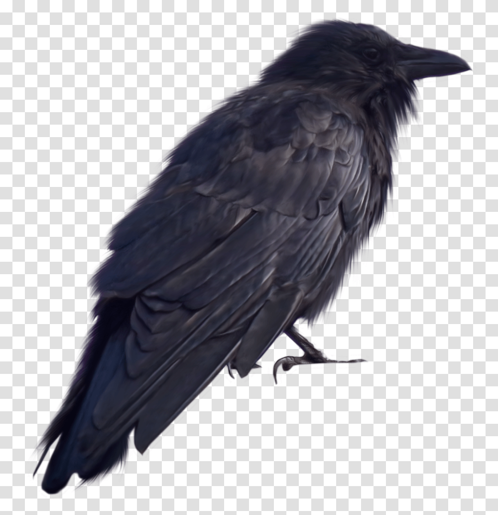 Crow Crow Images For Photoshop, Bird, Animal, Blackbird, Agelaius Transparent Png