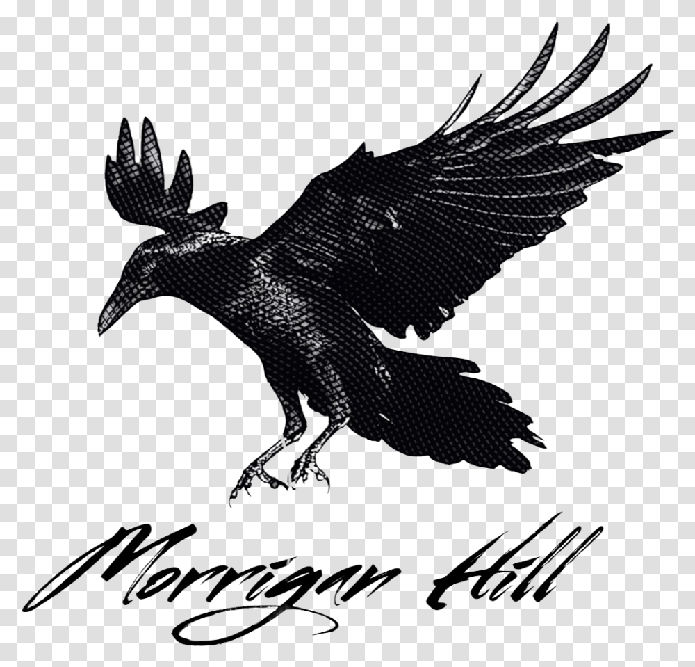 Crow Crow Landing, Animal, Bird, Eagle, Vulture Transparent Png