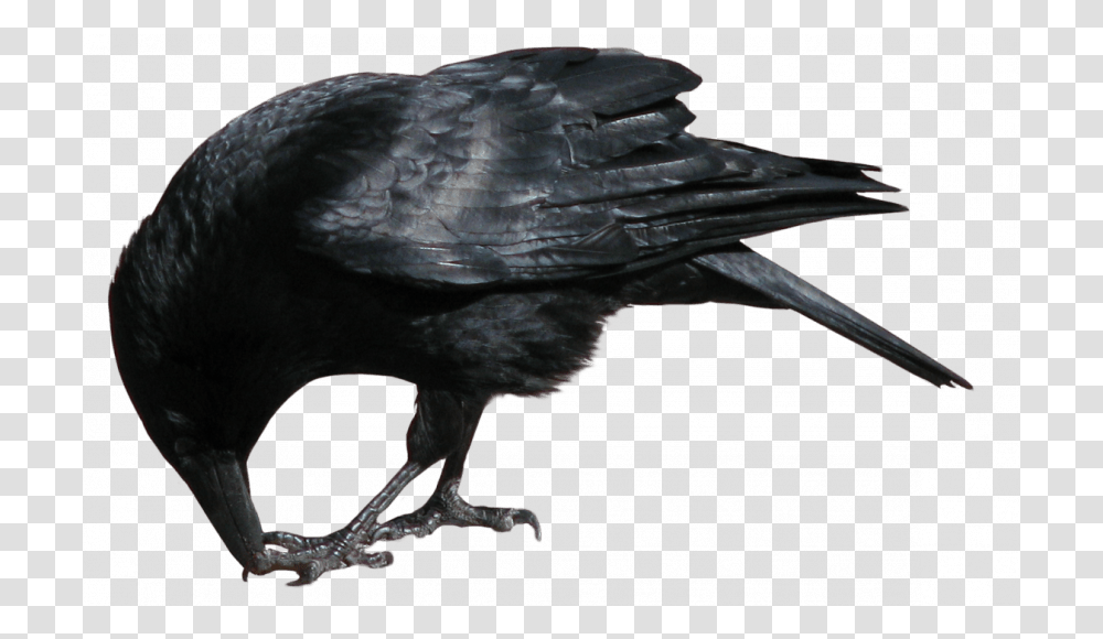 Crow Crow Stock Image, Bird, Animal Transparent Png