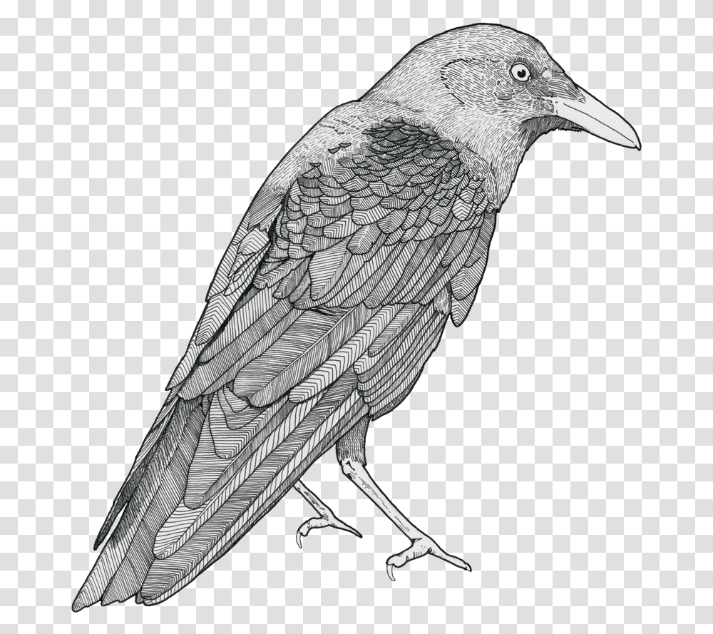 Crow Drawing Picture, Bird, Animal, Blackbird, Agelaius Transparent Png
