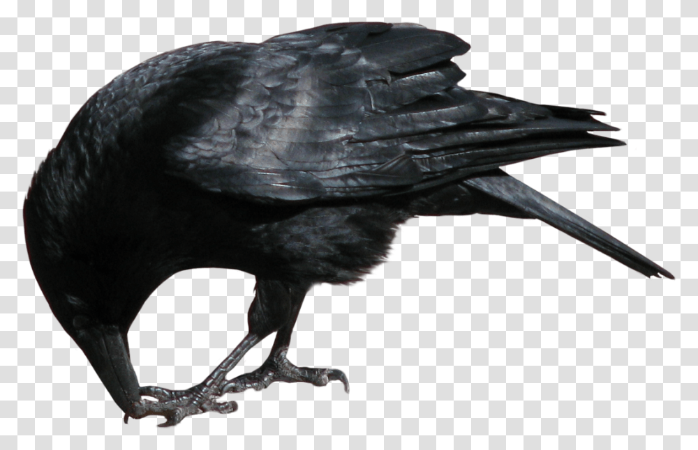 Crow Eating, Bird, Animal, Blackbird, Agelaius Transparent Png