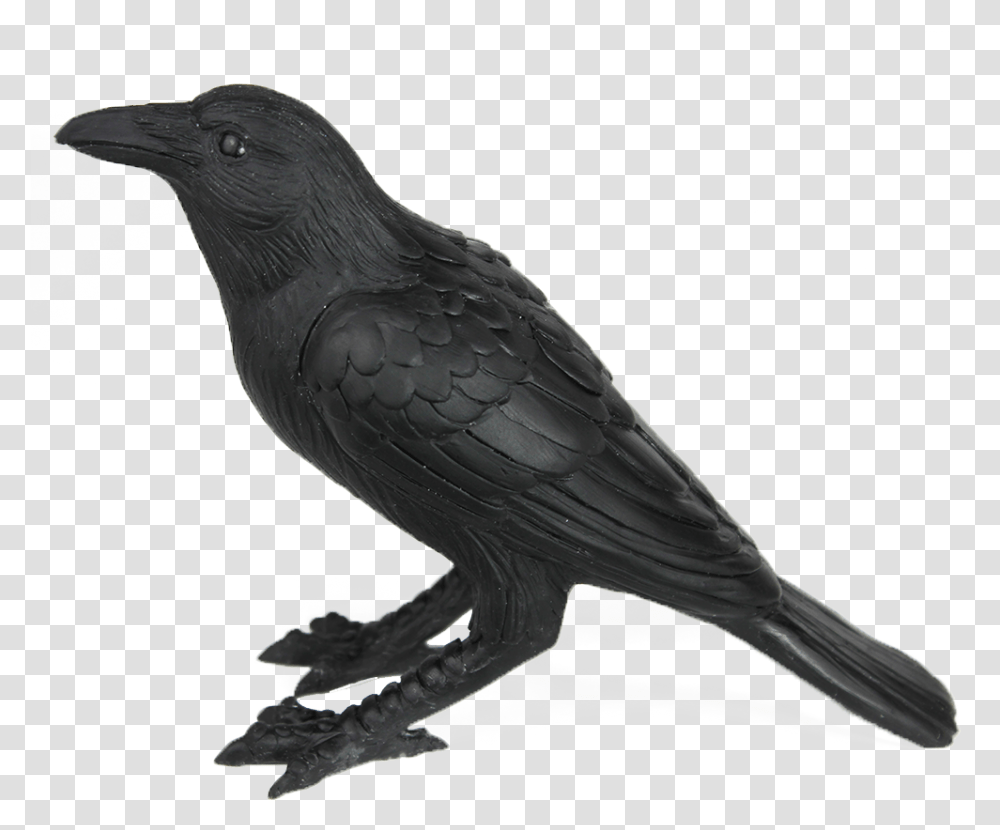 Crow Familiar, Bird, Animal, Blackbird, Agelaius Transparent Png
