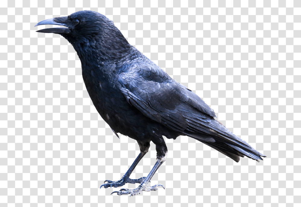 Crow Feather Animals Bird Raven Crow Black Wise Bougainville Crow Corvus Meeki, Blackbird, Agelaius Transparent Png