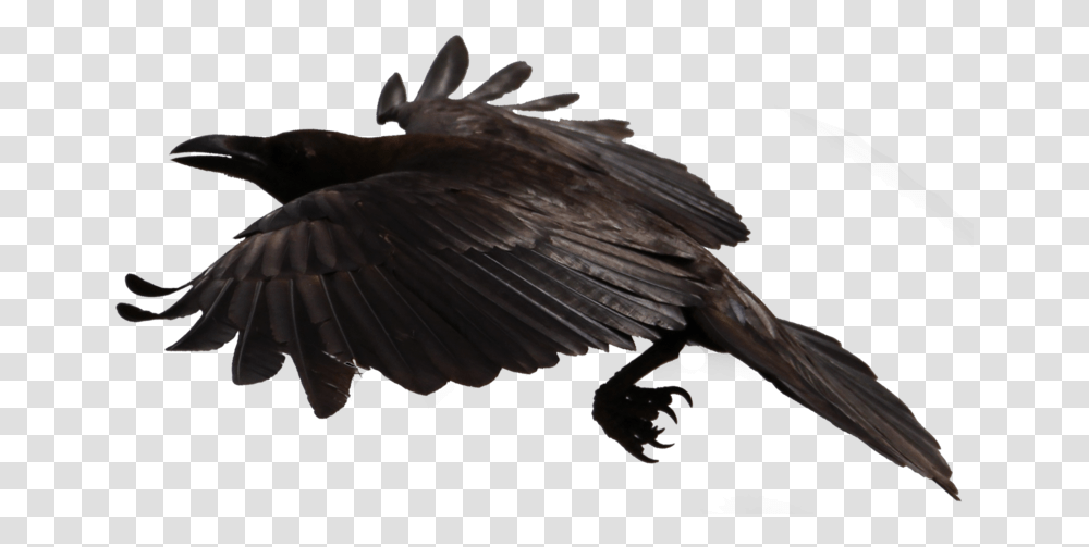 Crow Flying Background, Bird, Animal, Eagle, Vulture Transparent Png