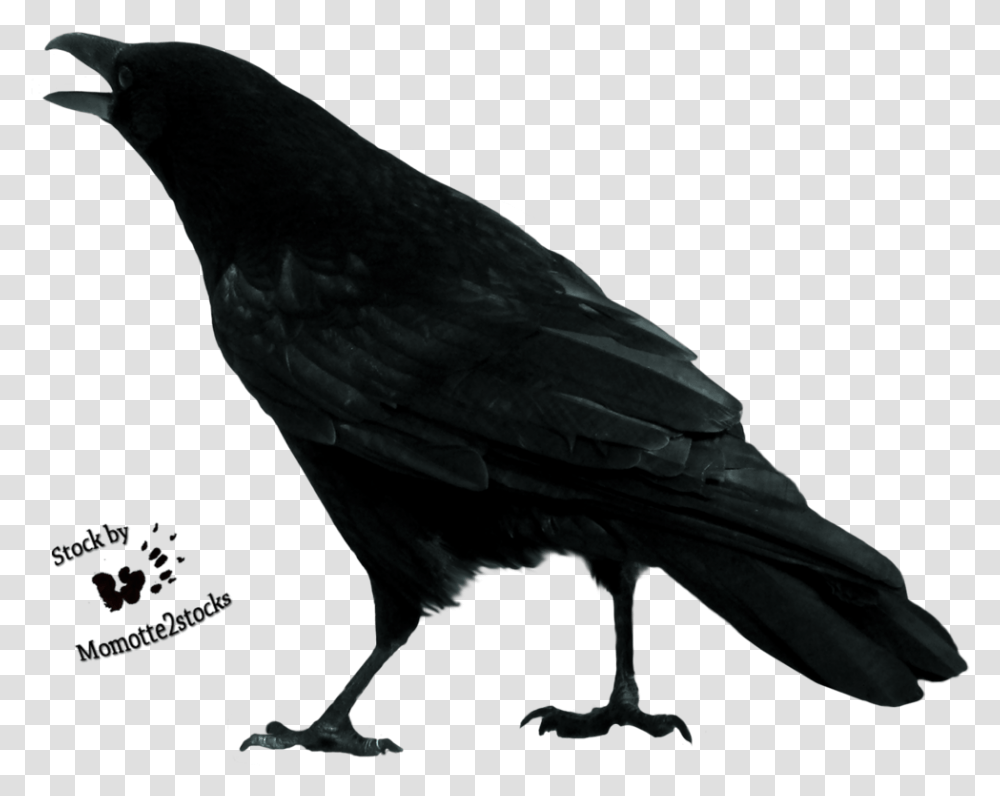 Crow Free Crow Stock, Bird, Animal, Blackbird, Agelaius Transparent Png
