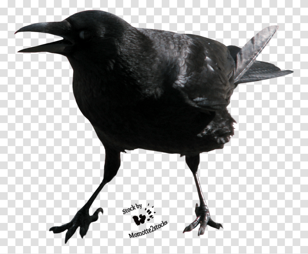 Crow Free Image Crow Face, Bird, Animal, Blackbird, Agelaius Transparent Png