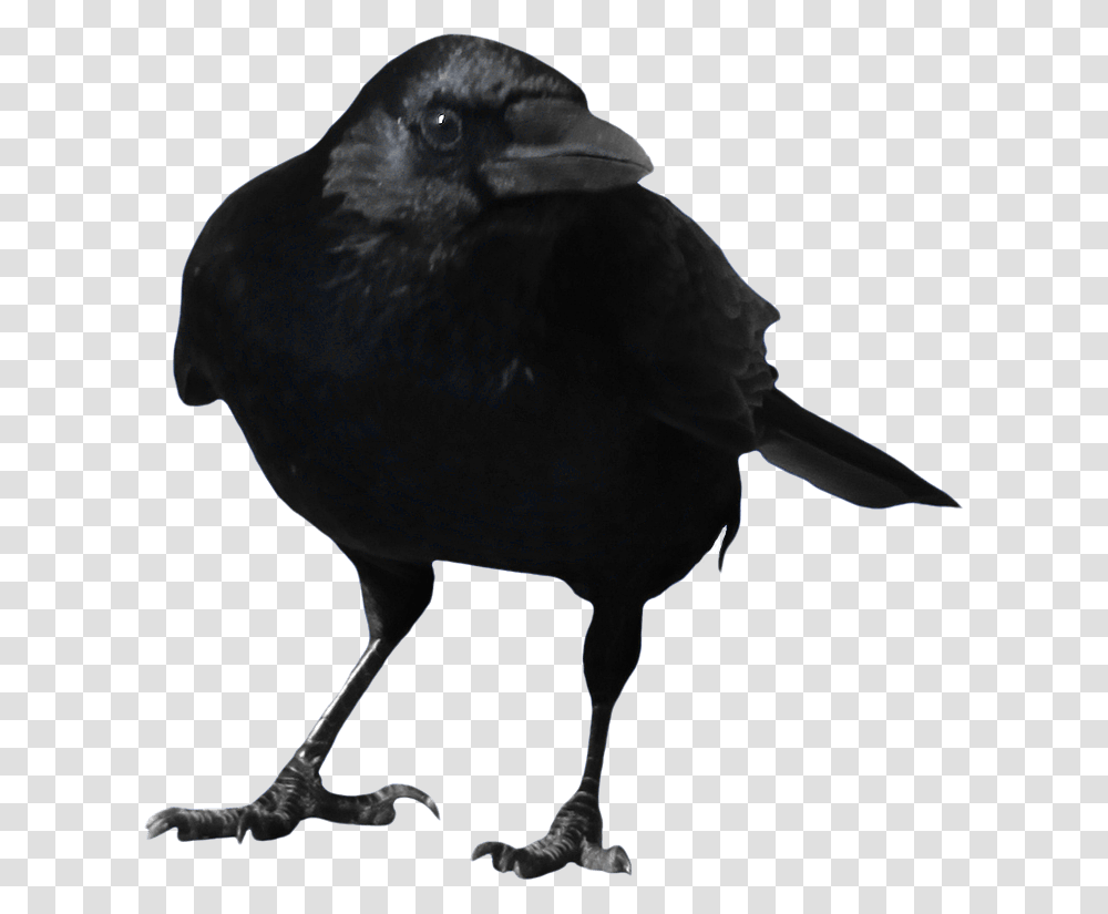 Crow Free Images Only, Bird, Animal, Blackbird, Agelaius Transparent Png