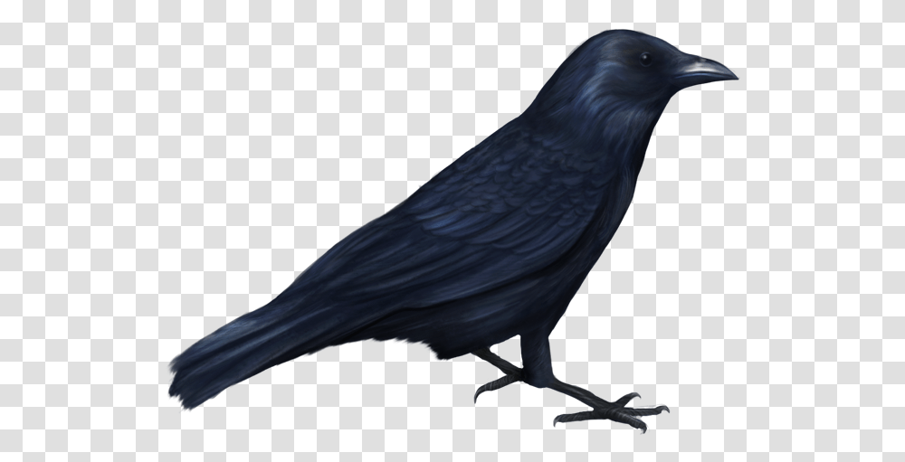 Crow Funny Picture Crow Halloween, Bird, Animal, Blackbird, Agelaius Transparent Png